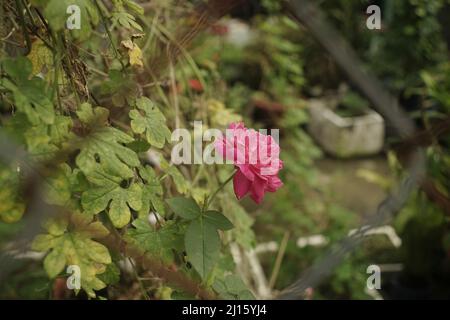 Beautiful roses shimmering in the morning sun,The rose blooms in the morning sun in the beautiful garden Stock Photo