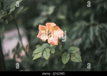 Beautiful roses shimmering in the morning sun,The rose blooms in the morning sun in the beautiful garden Stock Photo