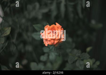 Beautiful roses shimmering in the morning sun,The rose blooms in the morning sun in the beautiful garden Stock Photo