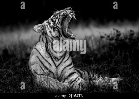 angry wild bengal tiger fine art portrait in isolated black and white bacground yawing with long canines during outdoor wildlife safari at forest Stock Photo