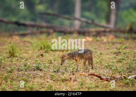 golden jackal or Canis aureus in wild and natural scenic colorful background in winter season safari at kanha national park or tiger reserve india Stock Photo