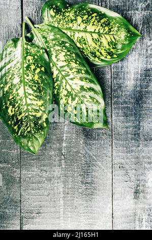 large dieffenbachia leaves on a wooden background. Copy space. Stock Photo