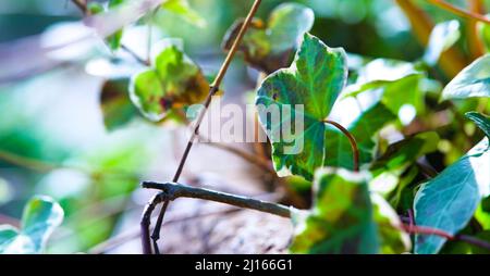 Close-up of Ivy tendrils growing in a container ( Hedera helix ,Midas Touch) Stock Photo