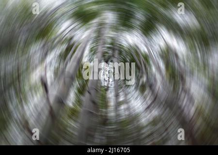 Blurry light green bamboo trees spin motion effect backgrounds for design element and backdrop. Copy space. Stock Photo
