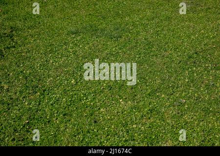 Grass field background texture. Shamrock clover, green wild empty lawn, grassland. Fresh natural meadow, nature environment close up view Stock Photo