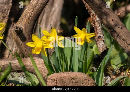 Detail shot of blooming yellow daffodils ,Narcissus, in a flower bed in front of old wooden branches Stock Photo