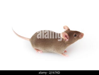 Grey mouse isolated on white background Stock Photo