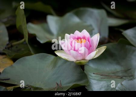 Closeup of one large pink water lily growing on the water surrounded by deep green leaves Stock Photo