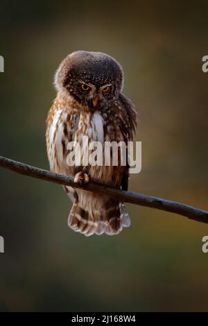 Pygmy Owl, sitting on tree spruce branch with clear dark forest background. Eurasian tinny bird in the habitat. Beautiful bird in evening sunset. Wild Stock Photo