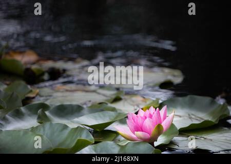 One large pink water lily growing on the water surrounded by deep green leaves background Stock Photo