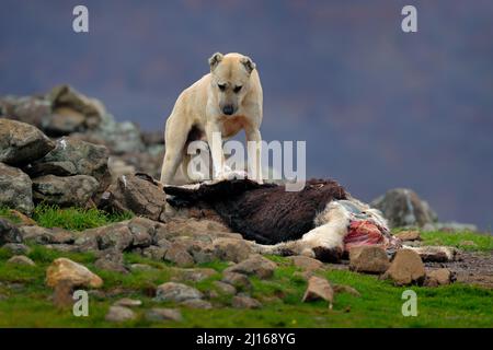 Kangal Dog, originated in Balkan as a mountain livestock guardian dog. Big dog with carcass of sheep, bloody skeleton with fur.  Rocky mountain, natur Stock Photo