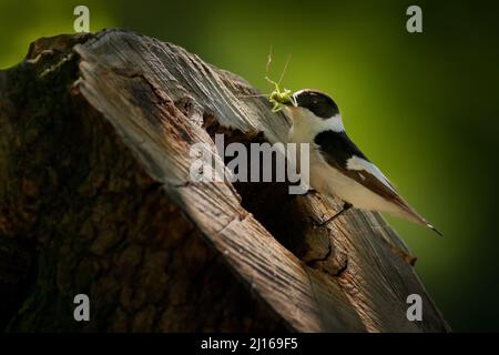 Collared flycatcher, Ficedula albicollis, black and white small passerine bird near the tree trunk nest hole. Flycatcher with catch in bill, green ins Stock Photo