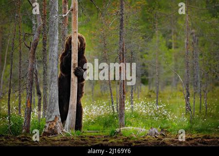 Bear hidden in yellow forest. Autumn trees with bear, face portrait. Beautiful brown bear walking around lake, fall colours, Romania wildlife. Stock Photo