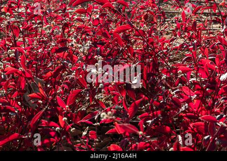 Purple Leaf Sand Cherry - Prunus x cistena - Sand Cherry. Background Stock Photo
