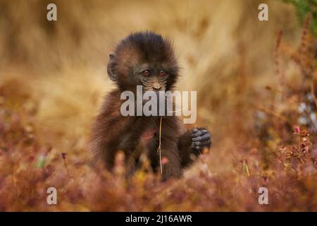 Cute baby monkey feeding grass culm straw. Gelada Baboon with open mouth with teeth. Simien mountains NP, gelada monkey, detail portrait, from Ethiopi Stock Photo