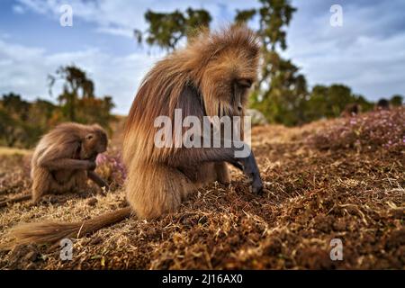 Monkey feeding behaviour detail. Gelada Baboon with open mouth with teeth. CLose-up wide portrait Simien mountains NP, gelada monkey, detail portrait, Stock Photo