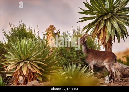 Walia ibex, Capra walie, rare endemic mountain animal in the nature habitat, Siminen Mountains NP, Ethiopia in Africa. Ibex are members of the goat fa Stock Photo