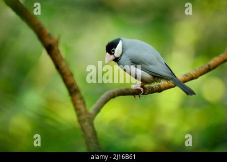 Java sparrow, Padda oryzivora, grey bird sitting on the branch in the forest habitat. Sparrou from Java island in Indonesia, Asia. Widlife nature, bir Stock Photo