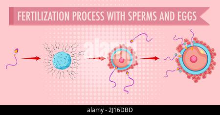 Diagram showing fertilization process with sperm and eggs illustration ...