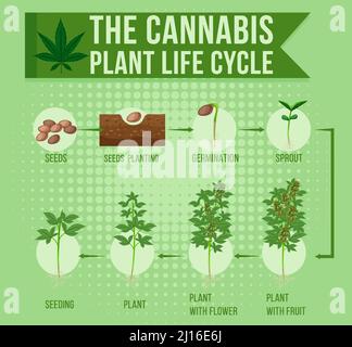 Diagram Of Cannabis Plant Life Cycle Illustration Stock Vector Image ...