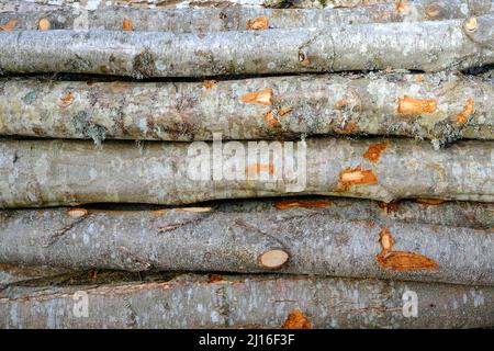 Alder forest felling on the outskirts of the city. a pile of sawn wooden logs, in the background the city and the forest Stock Photo