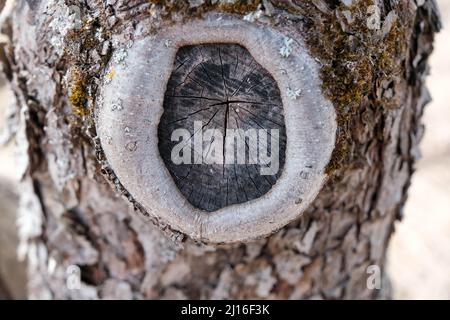 Old place of sawed branch on a tree. tree bark close-up. Stock Photo