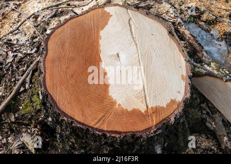 A cut of a sawn birch, a felled tree, a tree stump in the forest Stock Photo