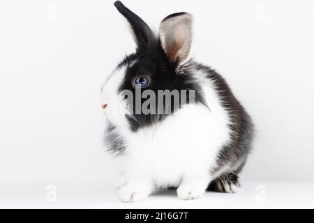 Small rabbit of the Dutch breed of black and white color on a white background. Pets. Easter bunny Stock Photo