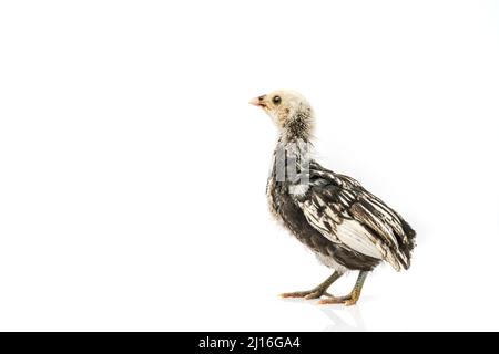 silver Sebright bantam hen isolated on white. Stock Photo