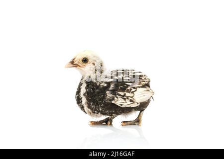 silver Sebright bantam hen isolated on white. Stock Photo