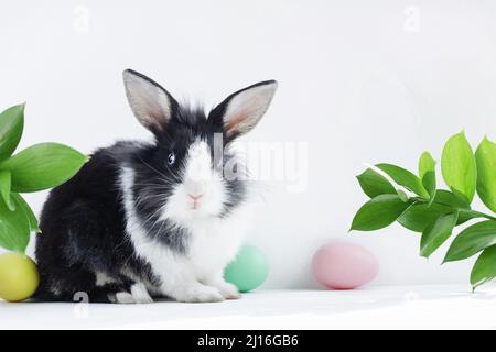 Easter bunny with a yellow, pink and green egg on a white gray background with green leaves. Easter holiday concept. Copy space. Stock Photo