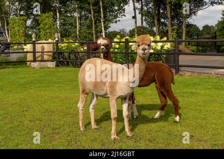 Two Alpacas in a green meadow. A fenced area with wood. In summer, green hedge and trees in the background. Animal themes. Selective focus. Stock Photo