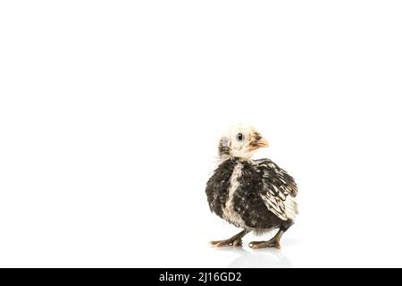 silver Sebright bantam hen isolated on white. Stock Photo