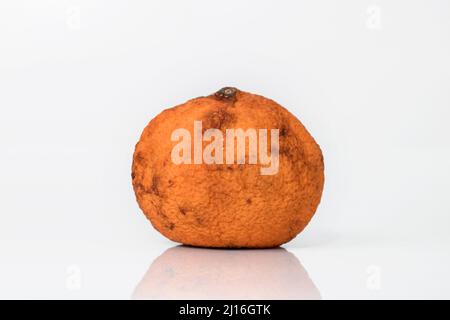 Old ugly moldy orange isolated on white background. Spoiled food. Stock Photo