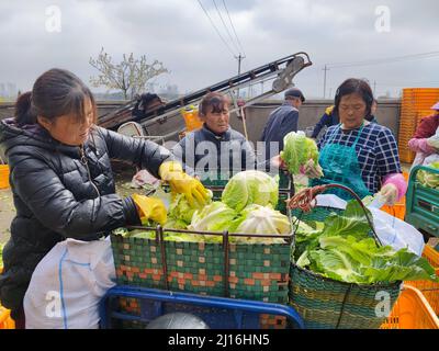 Xiaogan, Xiaogan, China. 23rd Mar, 2022. On March 23, 2022, in Xiaogan, Hubei, vegetable farmers in Chengguan Town, Yunmeng County harvested ''white cauliflower'', which were shipped and sold to the north and south markets in Guangzhou, Changsha, Zhengzhou, Beijing and other places, and were well received by consumers.Yunmeng County is a major vegetable producing county in Hubei Province. ''Baihe cauliflower'' is a special product of Yunmeng Vegetables.According to ''Yunmeng County Chronicle'', ''Baihe Cauliflower'' got its name because it is rich in Baihe Village, Chengguan Town, Yunmeng Stock Photo