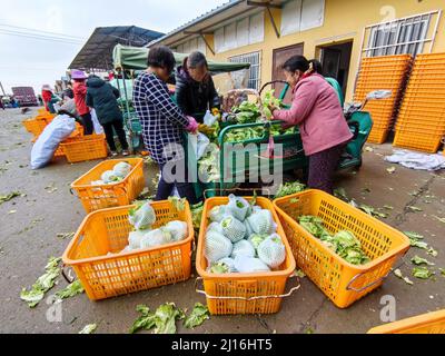 Xiaogan, Xiaogan, China. 23rd Mar, 2022. On March 23, 2022, in Xiaogan, Hubei, vegetable farmers in Chengguan Town, Yunmeng County harvested ''white cauliflower'', which were shipped and sold to the north and south markets in Guangzhou, Changsha, Zhengzhou, Beijing and other places, and were well received by consumers.Yunmeng County is a major vegetable producing county in Hubei Province. ''Baihe cauliflower'' is a special product of Yunmeng Vegetables.According to ''Yunmeng County Chronicle'', ''Baihe Cauliflower'' got its name because it is rich in Baihe Village, Chengguan Town, Yunmeng Stock Photo