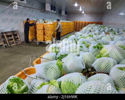 Xiaogan, Xiaogan, China. 23rd Mar, 2022. On March 23, 2022, in Xiaogan, Hubei, vegetable farmers in Chengguan Town, Yunmeng County harvested ''white cauliflower'', which were shipped and sold to the north and south markets in Guangzhou, Changsha, Zhengzhou, Beijing and other places, and were well received by consumers.Yunmeng County is a major vegetable producing county in Hubei Province. ''Baihe cauliflower'' is a special product of Yunmeng Vegetables.According to ''Yunmeng County Chronicle'', ''Baihe Cauliflower'' got its name because it is rich in Baihe Village, Chengguan Town, Yunmeng Stock Photo