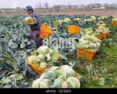 Xiaogan, Xiaogan, China. 23rd Mar, 2022. On March 23, 2022, in Xiaogan, Hubei, vegetable farmers in Chengguan Town, Yunmeng County harvested ''white cauliflower'', which were shipped and sold to the north and south markets in Guangzhou, Changsha, Zhengzhou, Beijing and other places, and were well received by consumers.Yunmeng County is a major vegetable producing county in Hubei Province. ''Baihe cauliflower'' is a special product of Yunmeng Vegetables.According to ''Yunmeng County Chronicle'', ''Baihe Cauliflower'' got its name because it is rich in Baihe Village, Chengguan Town, Yunmeng Stock Photo