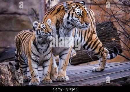 Siberian tiger with cub, Panthera tigris altaica Stock Photo