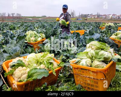 Xiaogan, Xiaogan, China. 23rd Mar, 2022. On March 23, 2022, in Xiaogan, Hubei, vegetable farmers in Chengguan Town, Yunmeng County harvested ''white cauliflower'', which were shipped and sold to the north and south markets in Guangzhou, Changsha, Zhengzhou, Beijing and other places, and were well received by consumers.Yunmeng County is a major vegetable producing county in Hubei Province. ''Baihe cauliflower'' is a special product of Yunmeng Vegetables.According to ''Yunmeng County Chronicle'', ''Baihe Cauliflower'' got its name because it is rich in Baihe Village, Chengguan Town, Yunmeng Stock Photo
