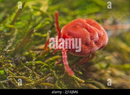 Velvet Mite - Trombidium holosericeum walking on a tree Stock Photo