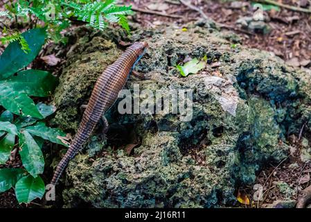 Lizard on the rocky ground. Zanzibar, Tanzania Stock Photo