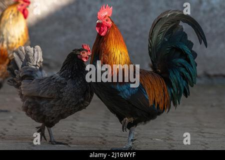 Farmyard rooster and hen on an educational farm. The AGF Educational Farm in Rhinau in Alsace. Stock Photo