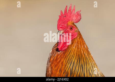 Portrait of a farmyard rooster on an educational farm. The AGF Educational Farm in Rhinau in Alsace. Stock Photo