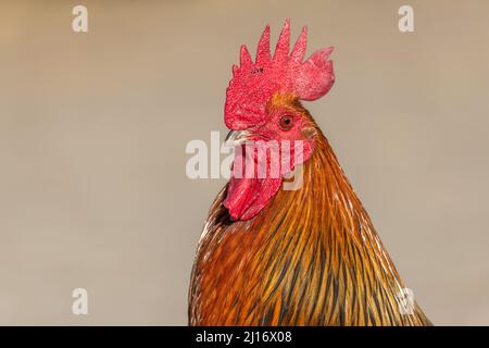 Portrait of a farmyard rooster on an educational farm. The AGF Educational Farm in Rhinau in Alsace. Stock Photo