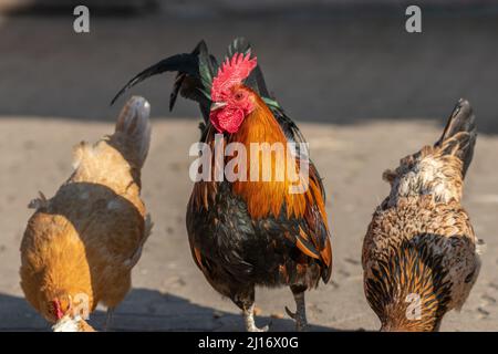 Farmyard rooster and hen on an educational farm. The AGF Educational Farm in Rhinau in Alsace. Stock Photo