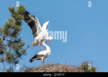 Couple of white stork (ciconia ciconia) in courtship display in late winter. Stock Photo