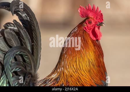 Portrait of a farmyard rooster on an educational farm. The AGF Educational Farm in Rhinau in Alsace. Stock Photo