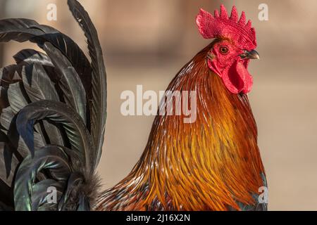 Portrait of a farmyard rooster on an educational farm. The AGF Educational Farm in Rhinau in Alsace. Stock Photo