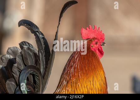 Portrait of a farmyard rooster on an educational farm. The AGF Educational Farm in Rhinau in Alsace. Stock Photo